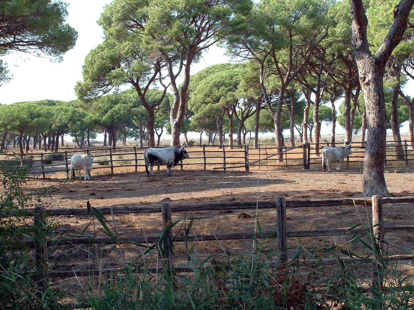 Casale Gli Ulivi Vila Orbetello Exterior foto